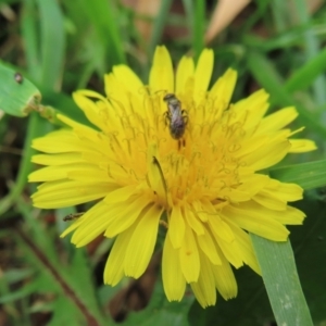 Monitoring Insect Pollinators at Telopea Park (TEL) - 20 Mar 2024