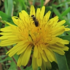 Monitoring Insect Pollinators at Telopea Park (TEL) - 20 Mar 2024