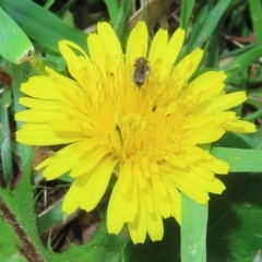 Monitoring Insect Pollinators at Telopea Park (TEL) - 20 Mar 2024