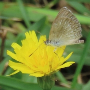 Monitoring Insect Pollinators at Telopea Park (TEL) - 20 Mar 2024