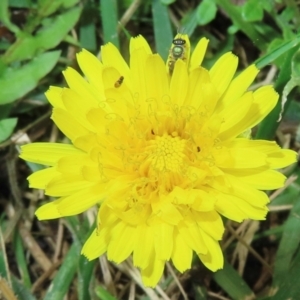 Monitoring Insect Pollinators at Telopea Park (TEL) - 20 Mar 2024