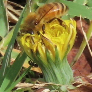 Monitoring Insect Pollinators at Telopea Park (TEL) - 20 Mar 2024