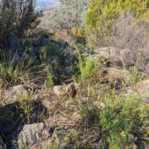 Monitoring Insect Pollinators at McQuoids Hill NR (MCQ) - 31 Mar 2024