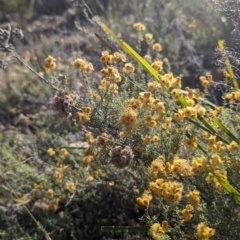 Monitoring Insect Pollinators at McQuoids Hill NR (MCQ) - 31 Mar 2024