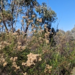 Monitoring Insect Pollinators at McQuoids Hill NR (MCQ) - 31 Mar 2024