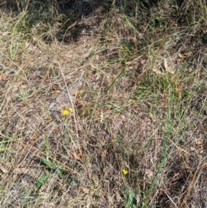 Monitoring Insect Pollinators at Black Mountain Peninsula (PEN) - 31 Mar 2024