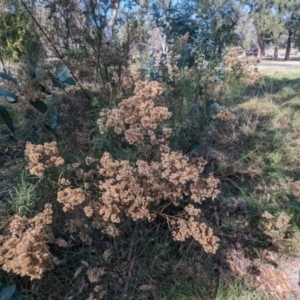 Monitoring Insect Pollinators at Black Mountain Peninsula (PEN) - 31 Mar 2024