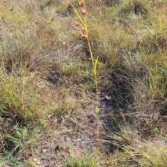 Monitoring Insect Pollinators at Ainslie Volcanics Grassland (AGQ) - 3 Apr 2024