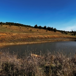 FrogWatch survey at NAD036: Larch Dam Forest 36 - 24 Apr 2024