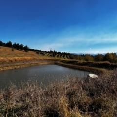 FrogWatch survey at NAD036: Larch Dam Forest 36 - 24 Apr 2024