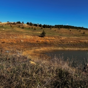 FrogWatch survey at NAD036: Larch Dam Forest 36 - 24 Apr 2024