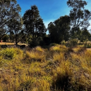 FrogWatch survey at NAS100: STEP Dam Lot 100 - 24 Apr 2024