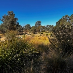 FrogWatch survey at NAS100: STEP Dam Lot 100 - 24 Apr 2024