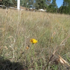 Monitoring Insect Pollinators at St Marks Grassland (SMN) - 7 Mar 2024