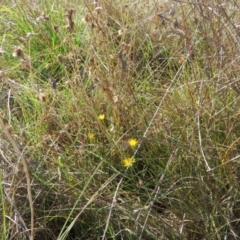 Monitoring Insect Pollinators at St Marks Grassland (SMN) - 7 Mar 2024