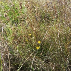 Monitoring Insect Pollinators at St Marks Grassland (SMN) - 7 Mar 2024