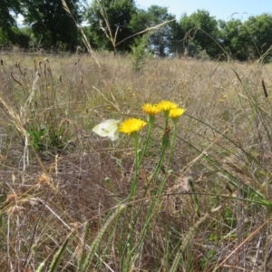 Monitoring Insect Pollinators at St Marks Grassland (SMN) - 7 Mar 2024