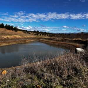 FrogWatch survey at NAD036: Larch Dam Forest 36 - 26 Jun 2024