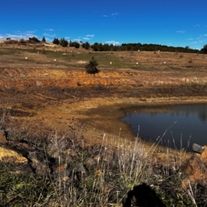 FrogWatch survey at NAD036: Larch Dam Forest 36 - 26 Jun 2024