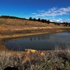 FrogWatch survey at NAD036: Larch Dam Forest 36 - 26 Jun 2024