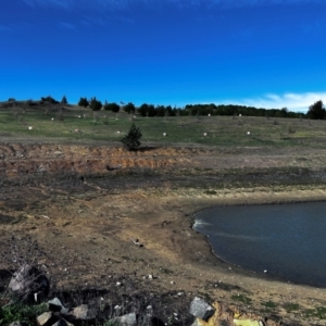 FrogWatch survey at NAD036: Larch Dam Forest 36 - 28 Aug 2024