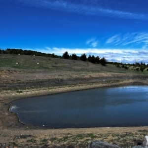 FrogWatch survey at NAD036: Larch Dam Forest 36 - 28 Aug 2024