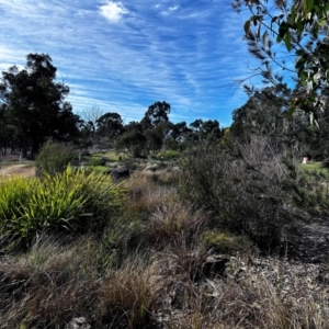 FrogWatch survey at NAS100: STEP Dam Lot 100 - 28 Aug 2024