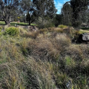 FrogWatch survey at NAS100: STEP Dam Lot 100 - 28 Aug 2024