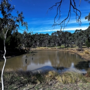 FrogWatch survey at NAD034: Cork Oak Dam Lot 34 - 28 Aug 2024