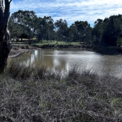 FrogWatch survey at NAD034: Cork Oak Dam Lot 34 - 28 Aug 2024