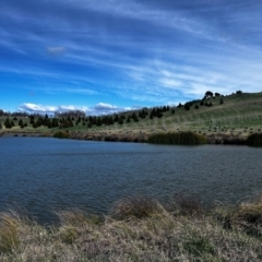 FrogWatch survey at NAD011: Arboretum Main Dam - 28 Aug 2024