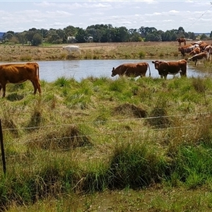 FrogWatch survey at NPG100: Gundaroo Common North - 3 Oct 2024