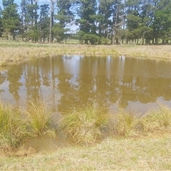 FrogWatch survey at NPG100: Gundaroo Common North - 3 Oct 2024