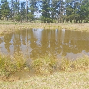 FrogWatch survey at NPG100: Gundaroo Common North - 3 Oct 2024