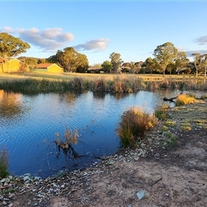 FrogWatch survey at BON100: Stranger Pond, Bonython - 8 Oct 2024