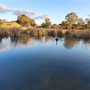 FrogWatch survey at BON100: Stranger Pond, Bonython - 8 Oct 2024