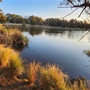 FrogWatch survey at BON300: Upper Stranger, Bonython - 8 Oct 2024