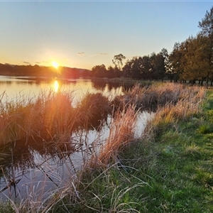 FrogWatch survey at BON300: Upper Stranger, Bonython - 8 Oct 2024