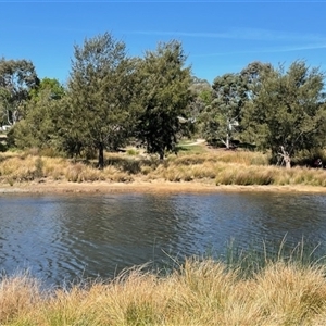 FrogWatch survey at Dickson, ACT - 10 Oct 2024