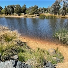 FrogWatch survey at Dickson, ACT - 10 Oct 2024