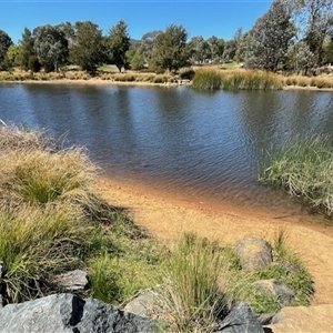 FrogWatch survey at Dickson, ACT - 10 Oct 2024