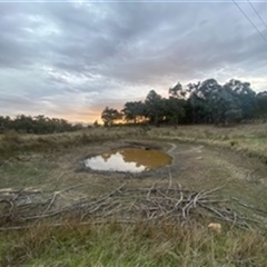 FrogWatch survey at FAR002: Farrer Ridge 2 - 4 Oct 2024