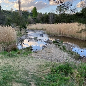 FrogWatch survey at Karabar, NSW - 11 Oct 2024