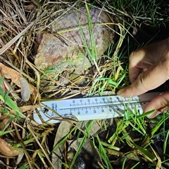 FrogWatch survey at Karabar, NSW - 11 Oct 2024