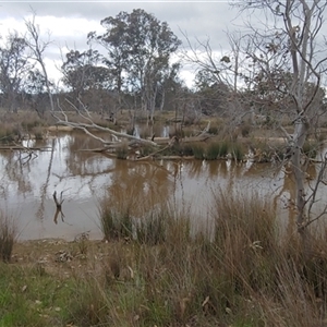 FrogWatch survey at MFL012: Near Bird Site 8 - 8 Oct 2024