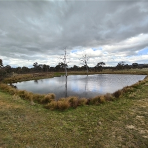 FrogWatch survey at MFL013: SE Dam Near Bird Site 7 - 8 Oct 2024