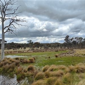 FrogWatch survey at MFL013: SE Dam Near Bird Site 7 - 8 Oct 2024