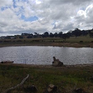 FrogWatch survey at MFL008: Northern Reserve - 10 Oct 2024