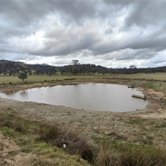 FrogWatch survey at MFL008: Northern Reserve - 10 Oct 2024