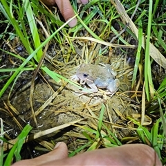 FrogWatch survey at QBN466: QBN River Upstr @ Dane St - 11 Oct 2024